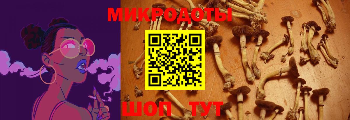 Галлюциногенные грибы Psilocybe Рославль
